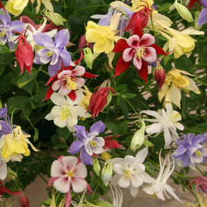 Kings Seeds Aquilegia McKanas Giant 175 Seed