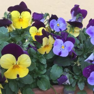 Viola Cornuta Crown Blended Mixture Seeds