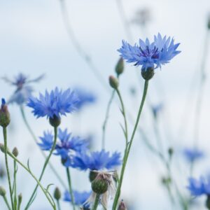 Wildflower Cornflower Centaurus cyanus Seeds