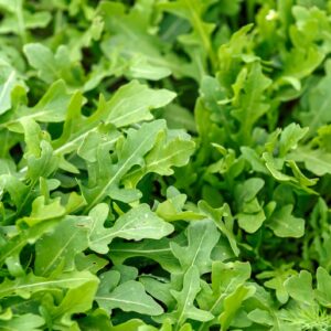 Johnsons Salad Microgreen Rocket Salad 2000 Seeds