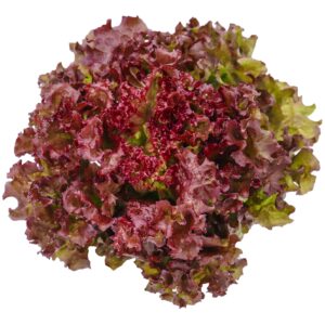 Lettuce Red Salad Bowl Seeds