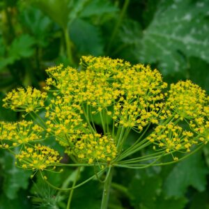 Dill Mammoth Seeds  - Reduced due to short life