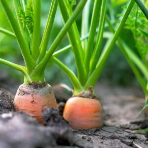 Kings Seeds Carrot Marion F1 500 Seeds