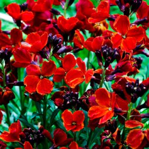 Wallflower Scarlet Emperor Seeds