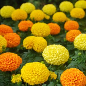African Marigold Inca Series F1 Hybrid Mix Seeds