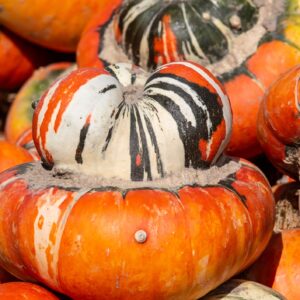 Winter Squash Turk's Turban Seeds