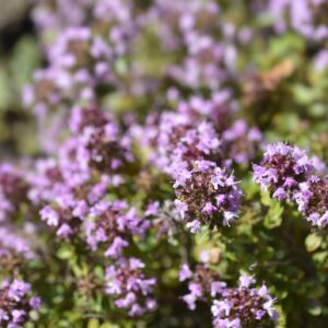 Wild Thyme Seeds