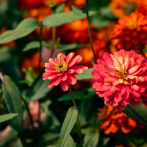 Zinnia Salmon Rose Seeds