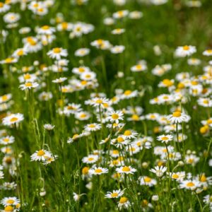 Suffolk Herbs Chamomile Lawn 1000 Seeds