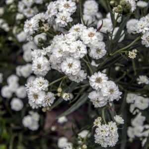Achillea ptarmica Ballerina Seed Seeds