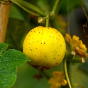 Cucumber Crystal Lemon Seeds