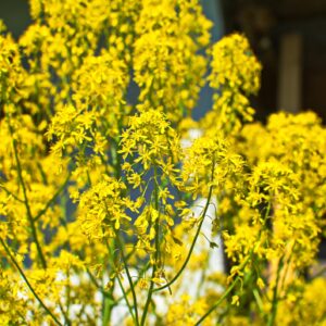 Wild Flower Woad Isatis tinctoria Seeds