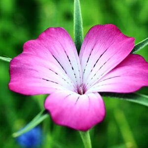 Wild Flower Corn Cockle Agrostemma githago Seeds