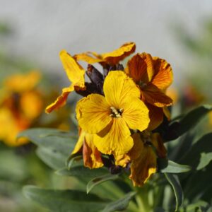 Wallflower Bedder Primrose Seeds