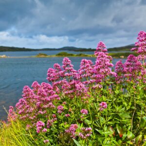Valerian Coccinea Seeds