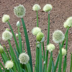 Suffolk Herbs Welsh Onion Seeds