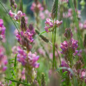 Wild Flower Sainfoin Onobrychis vicifolia Seeds