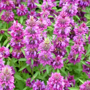 Herb Bergamot Lemon Seeds