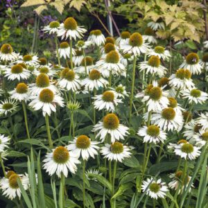 Rudbeckia Feeling White Seeds