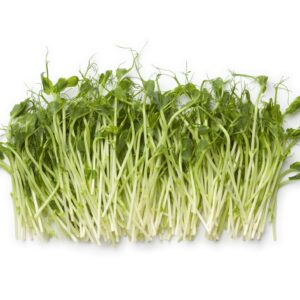 Salad Pea Shoots Sprouting Pea Seeds