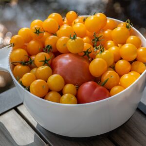 Tomato Tumbling Tom Yellow Seeds