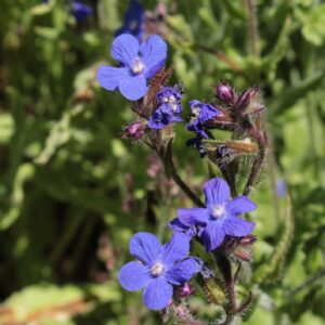 Anchusa italica Dropmore Seeds