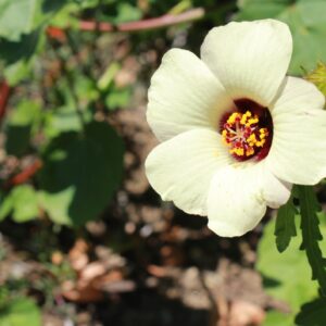 Hibiscus Simply Love Seeds