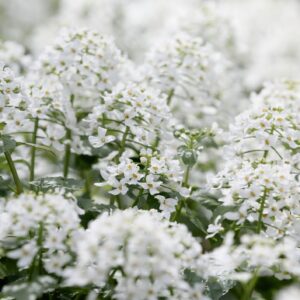Arabis - Snow Cap - 400 Seeds