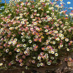 Erigeron karvinskianus Profusion