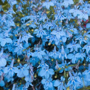 Lobelia Regatta Blue Sky Seeds