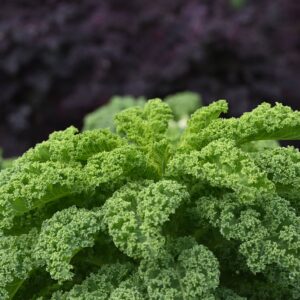 Organic Kale Borecole Westland Winter Seeds