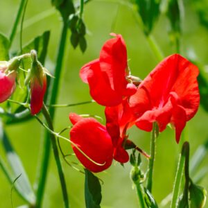 Sweet Pea Old Spice King Edward VII Seeds