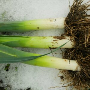 Leek Giant Winter Seeds