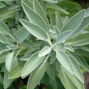 Kings Seeds Herb Sage Seeds