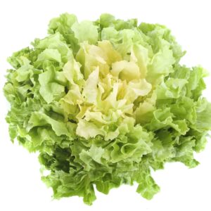 Endive Fine Maraichere Seeds