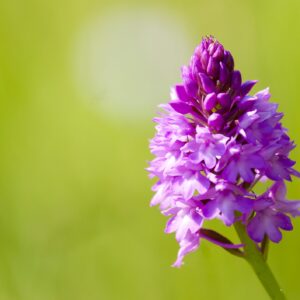 Wild Flower - Anacamptis pyramidalis - Pyramidal Orchid - 1g Seed Mix
