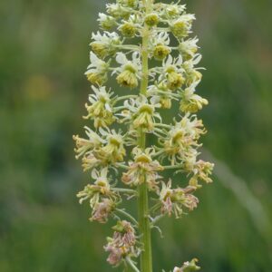 Wildflower Wild Mignonette Reseda lutea Seeds