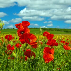 Wildflower Red Common Field Poppy Papaver rhoeas Seeds