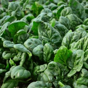 Organic Spinach American F1 Hybrid Seeds