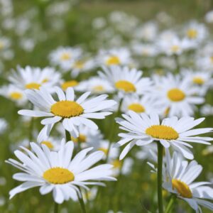 Wild Flower Oxeye Daisy Leucanthemum vulgare Seeds