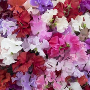 Sweet Pea Galaxy Seeds