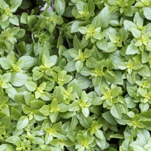 Organic Herb Basil Greek Seeds