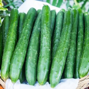 Cucumber Burpless Tasty Green F1 Hybrid Seeds