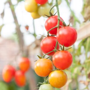 Tomato Crokini F1 Hybrid Seed