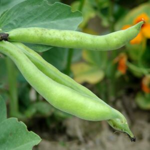 Kings Seeds Broad Bean Masterpiece Green Longpod 50 Seeds