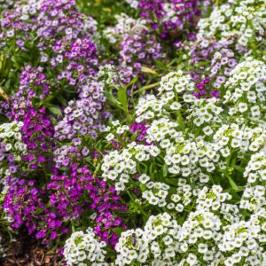 Alyssum naritima Wonderland Cotton Candy Seeds