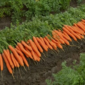 Carrot Marion F1 Hybrid Seeds