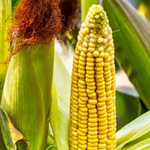 Vegetable - Sweetcorn - Amaize F1 - 25 Seeds