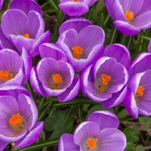 Crocus Bulbs - Large Spring Flowering Bulbs - Purple