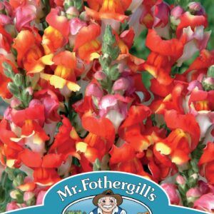 Mr Fothergills - Flower - Antirrhinum - Rembrandt - 750 Seeds